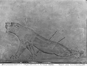 لبؤة مجروحة ، تفصيل من لوحة الإغاثة التي تصور Ashurbanipal II Killing Lions ، من قصر Ashurbanipal II ، نمرود ، العراق ، Neo-Assyrian ، 668-627 قبل الميلاد (الحجر الجيري)