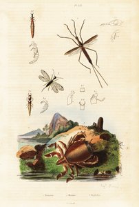 سلطعون الضفدع الأحمر ، الذبابة الحية والحشرة المائية. بواسطة أوغست دومينيل