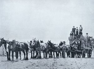 فريق حمل الصوف ، غرب أستراليا ، c.1900 ، من "تحت الصليب الجنوبي - لمحات أستراليا" ، نشرته وزارة الشؤون الخارجية ، ملبورن ، 1908 بواسطة مصور استرالي