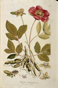 Botanical: “” Peony officinale”” (Poeonia officinalis) Plank drawn from “Medicinalium secundum Linnaei digestarum” by Joseph Jacobi Plenck (1735-1807) 1788-1803 Private collection بواسطة المدرسة النمساوية