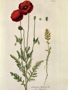 نباتي: "" Red Poppy "(Papaver rhaeas) لوحة مسحوبة من" "Medicinalium secundum Linnaei Digestarumó بواسطة جوزيف جاكوبي بلينك (1735-1807) 1788-1803 مجموعة خاصة بواسطة المدرسة النمساوية