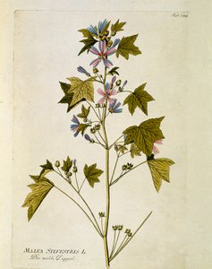 نباتي: "" أرجواني كبير "(Malva sylvestris) لوحة مأخوذة من" "Medicinalium secundum Linnaei Digestarum" "لجوزيف جاكوبي بلينك (1735-1807) 1788-1803 مجموعة خاصة بواسطة المدرسة النمساوية