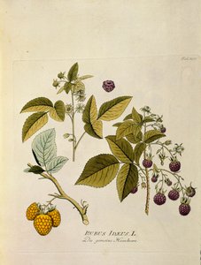  بواسطة المدرسة النمساوية