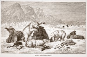 الدببة القطبية تهاجم أمتعتنا (الدببة القطبية تهاجم أمتعتنا) الحانة. فيينا 1876 (engaving) بواسطة المدرسة النمساوية