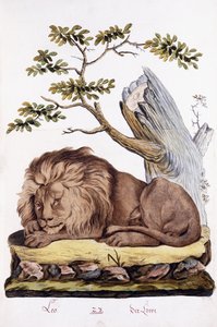 الأسد ، 1794 بواسطة المدرسة النمساوية