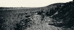 كافزال ، 1895