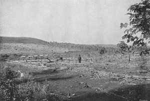 مزرعة قهوة جديدة ، مزرعة قهوة جديدة ، 1895