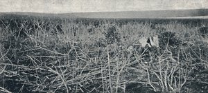 مزارع الكسافا ، 1895