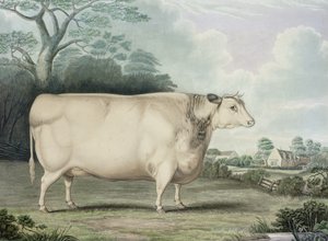 جائزة البقر هابروفت قصيرة القرن ، نقشها سي هانت ، 1842 (نقش الألوان)