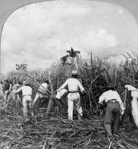 حصاد قصب السكر ، ريو بيدرو ، بورتو ريكو ، 1900.
