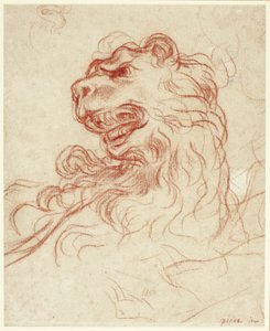 دراسة رأس أسد