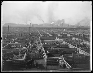 حظائر الماشية في Union Stock Yards ، شيكاغو ، إلينوي ، الولايات المتحدة الأمريكية ، حوالي 1900 (صورة b / w) بواسطة بارنز وكروسبي