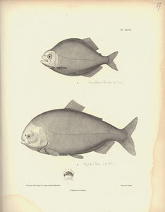 Characidae ، Pl. XLVII ، فولاذ محفور بواسطة Coutant بعد نقش بواسطة Nicola Huet (1770-1827) ، توضيح من `` مجموعة مراقبة علم الحيوان والتشريح المقارن ، الجزء الثاني &39;&39; ، بقلم Al. بواسطة البارون فريدريش ألكسندر فون هومبولت