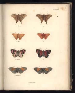 Lepidoptera ، Pl. XXXVII ، التوضيح من "مجموعة من مراقبة علم الحيوان والتشريح المقارن ، الجزء الثاني" ، بقلم Al. Humboldt and A. Bonplant ، باريس ، 1821 (نقش الألوان) بواسطة البارون فريدريش ألكسندر فون هومبولت