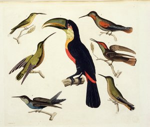 الطيور الأصلية ، بما في ذلك الطوقان (في الوسط) ، الأمازون ، البرازيل ، من "Le Costume Ancien et Moderne" ، المجلد الثاني ، اللوحة 42 ، بقلم جول فيراريو ، منقوش بواسطة V. Raineri ، تم نشره في 1820s-30s