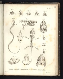 الهياكل العظمية Lacertinae الحيوية والموانئ المكسيك ، اللوحة 14 ، علم العظام من صفارات الإنذار و serenomelia و axolotl بواسطة البارون فريدريش ألكسندر فون هومبولت