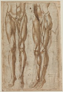 دراستان لرجل مستقيمي مفلطح دراسة لجذع مائل ، 1554. بواسطة Bartolommeo da Arezzo