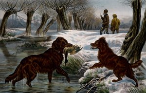 صيد البط البري بواسطة باسل برادلي