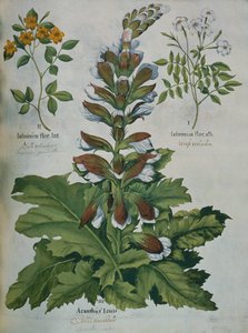 ورقة من Besler's Hortus Eystettensis (نقش ملون)
