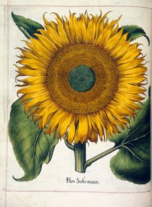 عباد الشمس (flos solis maior) ، من "Hortus Eystettensis"
