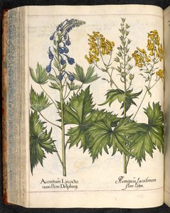 Aconitum lycoctonum (Wolfsbane) من Hortus Eystettensis ، Basilius Besler
