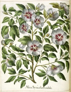ألكا سيرياكا ، من "Hortus Eystettensis"