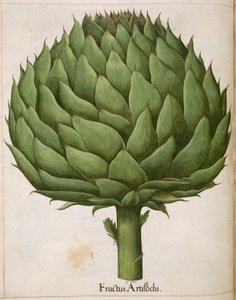 الخرشوف ، من "Hortus Eystettensis"