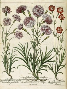 Caryophyllus ، من "Hortus Eystettensis"