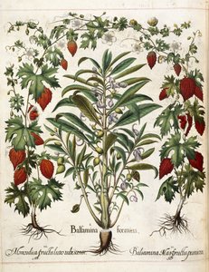 نباتات الفاكهة ، من "Hortus Eystettensis"