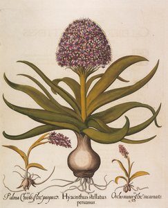 Hyacinthus stellatus ، 1613.
