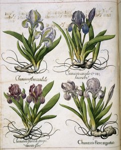 إيريس ، من "Hortus Eystettensis"