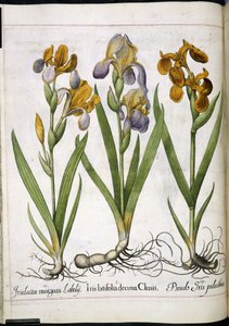إيريس ، من "Hortus Eystettensis"