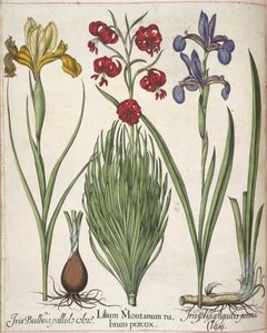 إيريس ، من "Hortus Eystettensis"