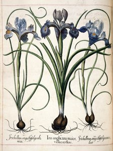إيريس ، من "Hortus Eystettensis"
