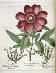 الفاوانيا ، من "Hortus Eystettensis"
