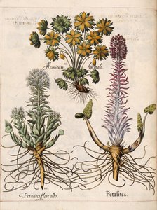 Petasites ، من "Hortus Eystettensis"