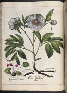 اللوحة 106: بخور مريم العذراء ، Paonia Mas flore albo ، من Hortus Eystettensis ، بقلم باسيليوس بيسلر