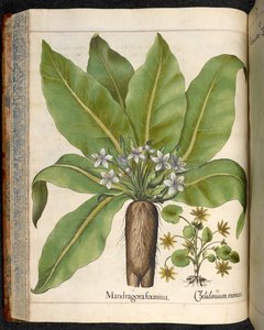 اللوحة 29: Mandragora femina (Mandrake) ، من Hortus Eystettensis ، بقلم باسيليوس بيسلر