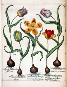 توليب ، من "Hortus Eystettensis"