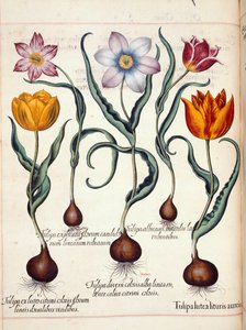 الزنبق ، من "Hortus Eystettensis"