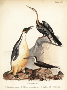 مقشدة سوداء ، ربي شرقي وبطريق إمبراطور. 1855 (ليثوغراف)