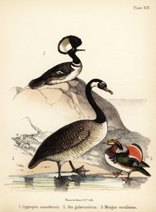 أوزة كندا ، وبطة الماندرين ، و Merganser مقنع. 1855 (ليثوغراف)