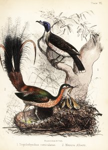 Friarbird و lyrebird. 1855 (ليثوغراف)