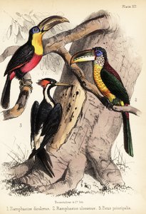 الطوقان الأخضر ، الأراكاري المتعرج ، والخشب ذو المنقار العاجي 1855 (الطباعة الحجرية)