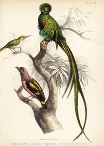 تودي جامايكي ، كتزال متجدد ، ونطاقات عريضة. 1855 (ليثوغراف)