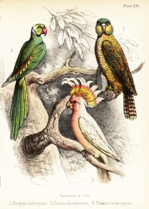 كاكابو وببغاء الرائد ميتشل وببغاء ألكسندرين. 1855 (طباعة حجرية)