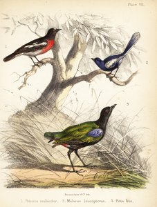 روبن المحيط الهادئ، وطائر الجنية أبيض الأجنحة، وبيتا قوس قزح. 1855 (طباعة حجرية)