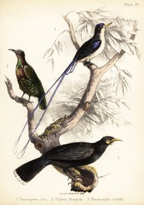 الرفراف الجنة ، طائر البندقية المنقرض في فيكتوريا وهويا المنقرض. 1855 (ليثوغراف)