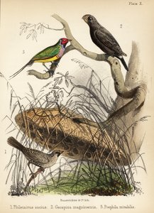 نساج مؤنس ، عصفور أرضي كبير وعصفور غولديان. 1855 (ليثوغراف)