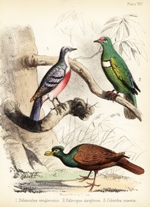 حمامة ذات فاتورة أسنان ، حمامة فاكهة بيضاء مضلعة ونزيف لوزون 1855 (طباعة حجرية)
